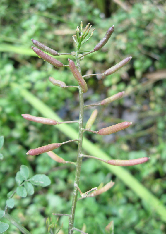 Image of Nasturtium officinale specimen.