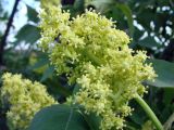 Sambucus racemosa. Соцветие. Ленинградская обл., окр. г. Отрадное, западнее ст. Ивановская, левый берег р. Тосно. 15.05.2010.