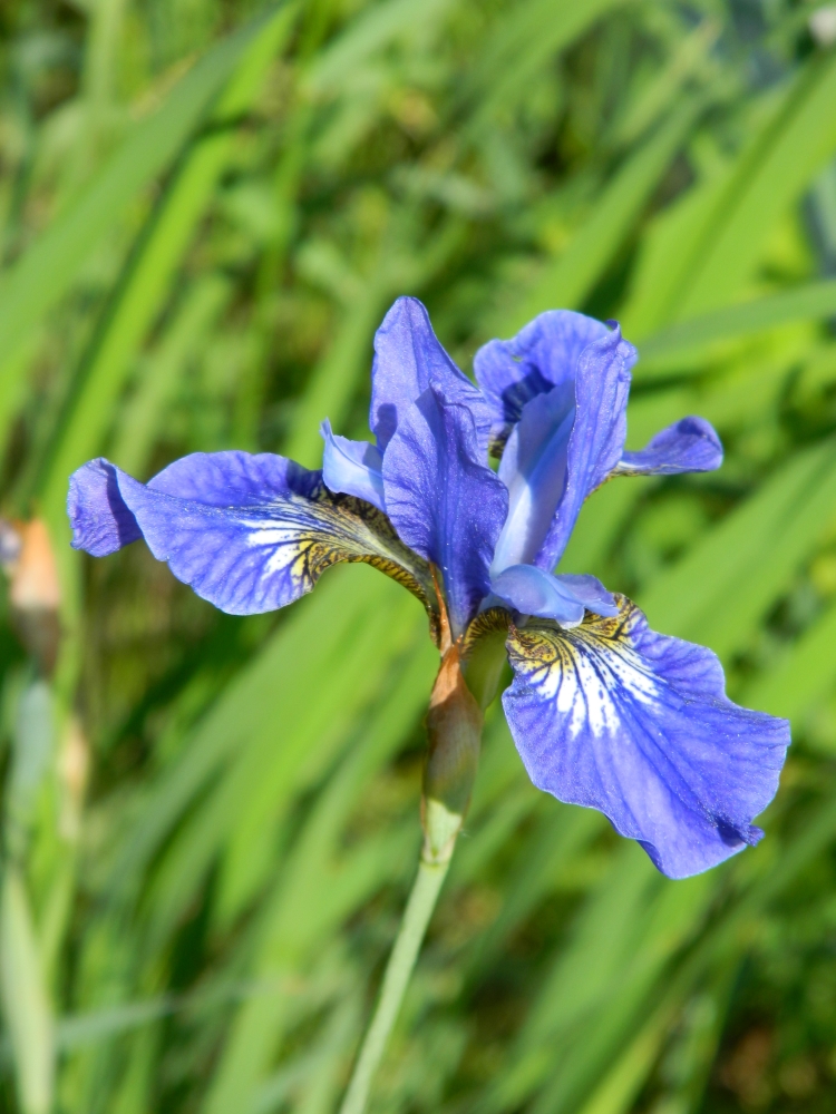 Image of genus Iris specimen.