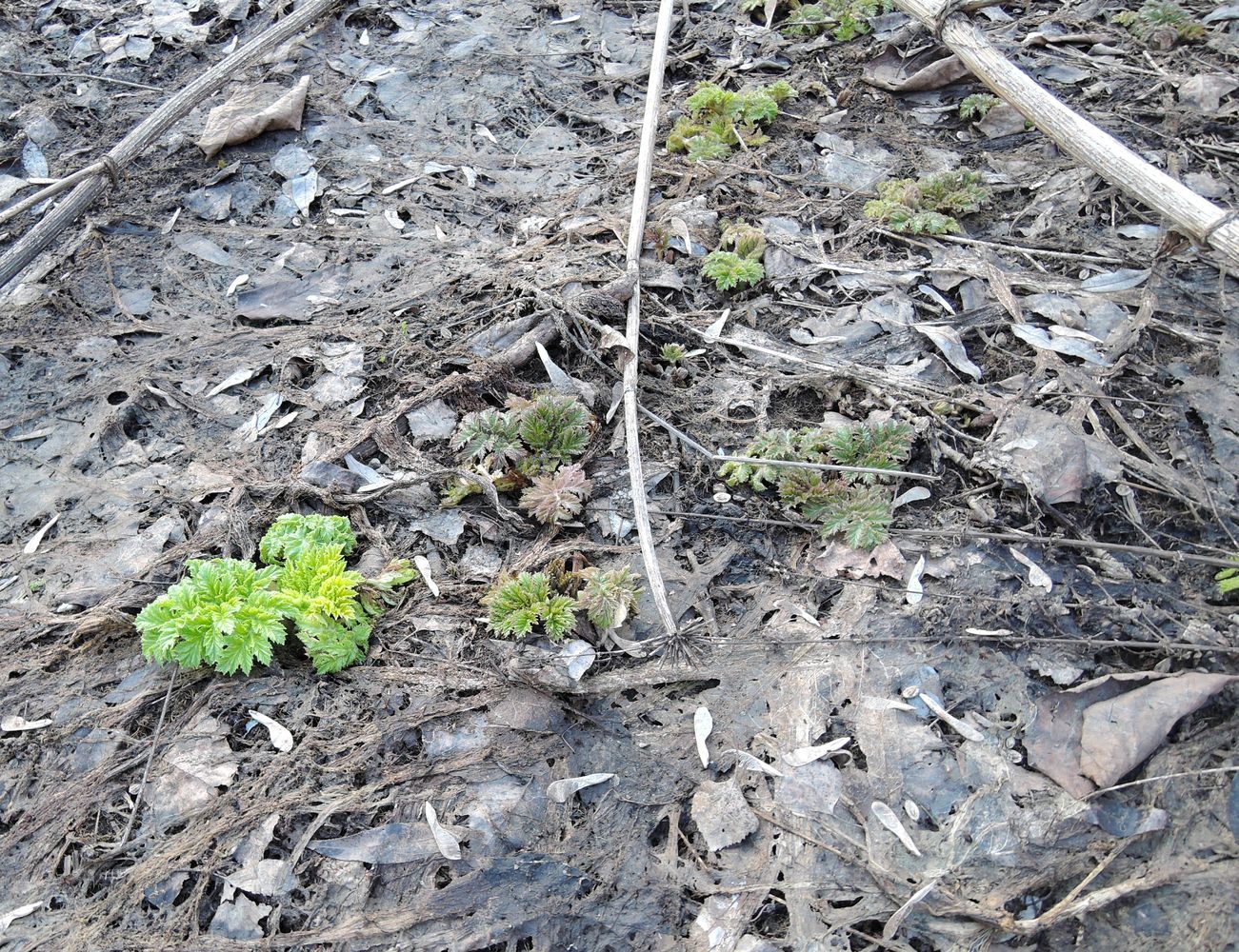 Image of Heracleum sosnowskyi specimen.