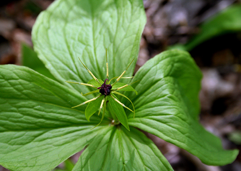 Image of Paris quadrifolia specimen.