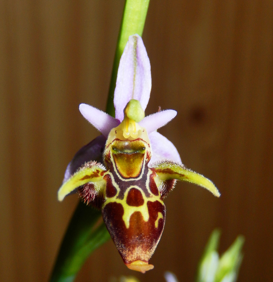 Изображение особи Ophrys oestrifera.