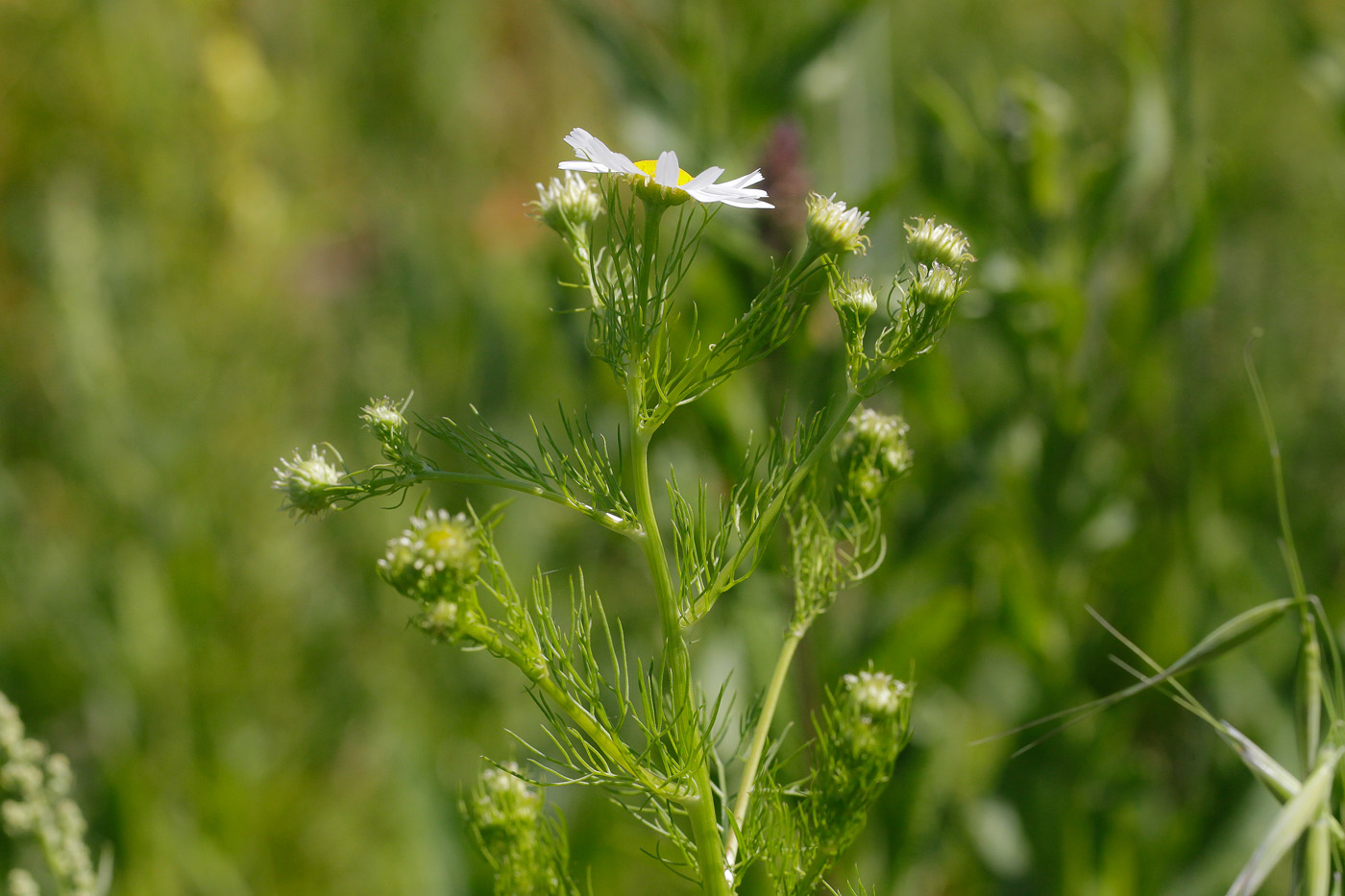 Изображение особи Tripleurospermum inodorum.