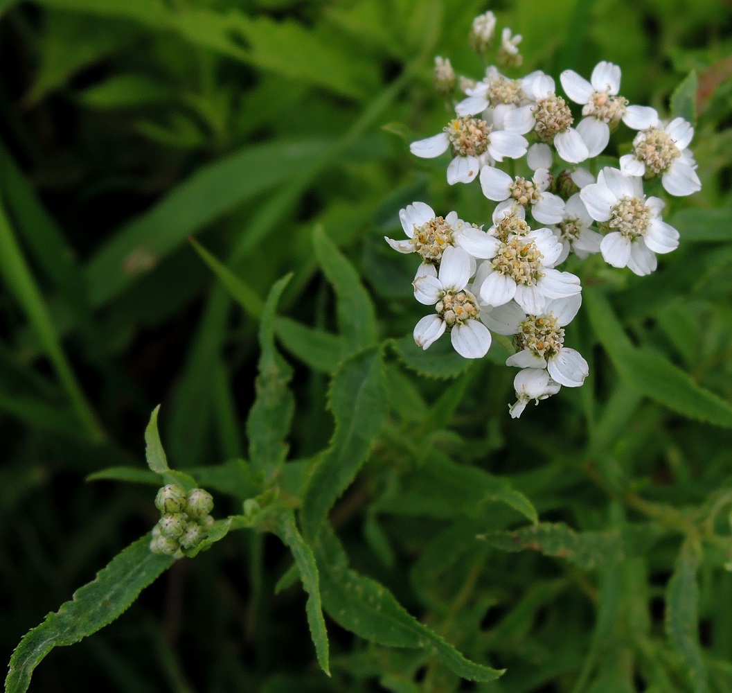 Image of Achillea cartilaginea specimen.