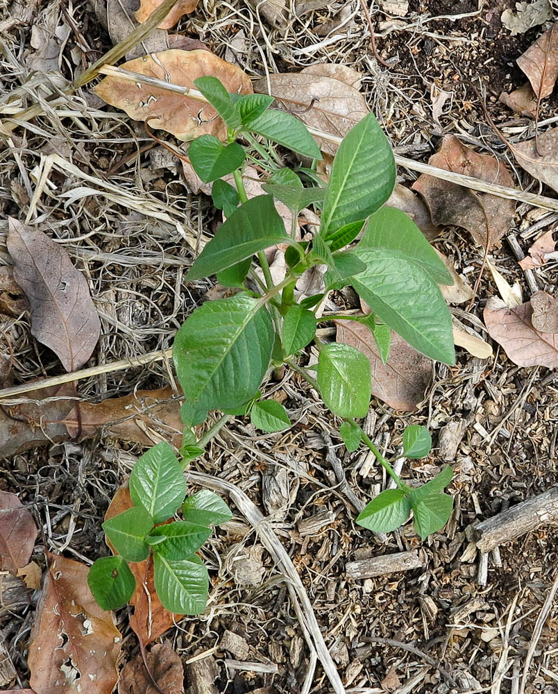 Изображение особи Euphorbia heterophylla.