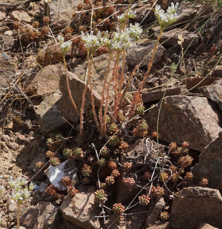 Image of Sedum alberti specimen.