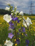 Polemonium caeruleum. Соцветия растений нормальной и белоцветковой формы. Свердловская обл., окр. г. Североуральск, ЛЭП в районе Второго Северного. 30.06.2007.