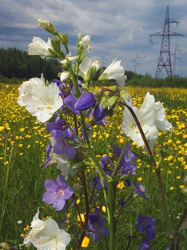 Изображение особи Polemonium caeruleum.