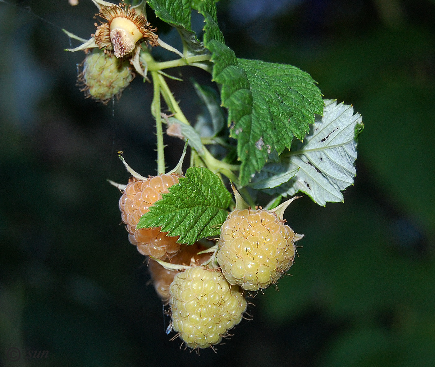 Image of Rubus idaeus specimen.