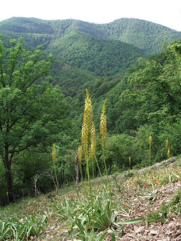 Изображение особи Eremurus thiodanthus.