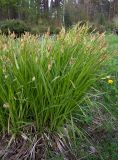 Carex arnellii