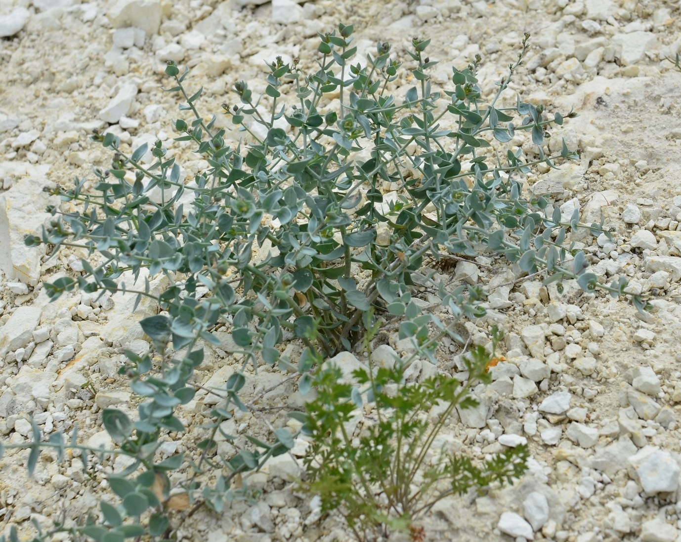 Image of Linaria cretacea specimen.