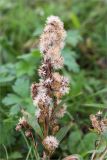 Solidago virgaurea подвид lapponica. Верхушка плодоносящего растения. Мурманская обл., п-ов Рыбачий, побережье губы Большая Мотка, приморский луг. 14.08.2016.