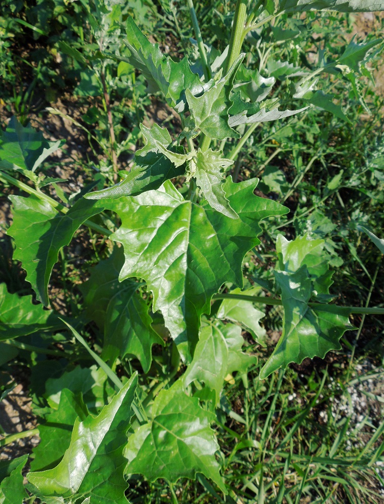 Image of Atriplex sagittata specimen.