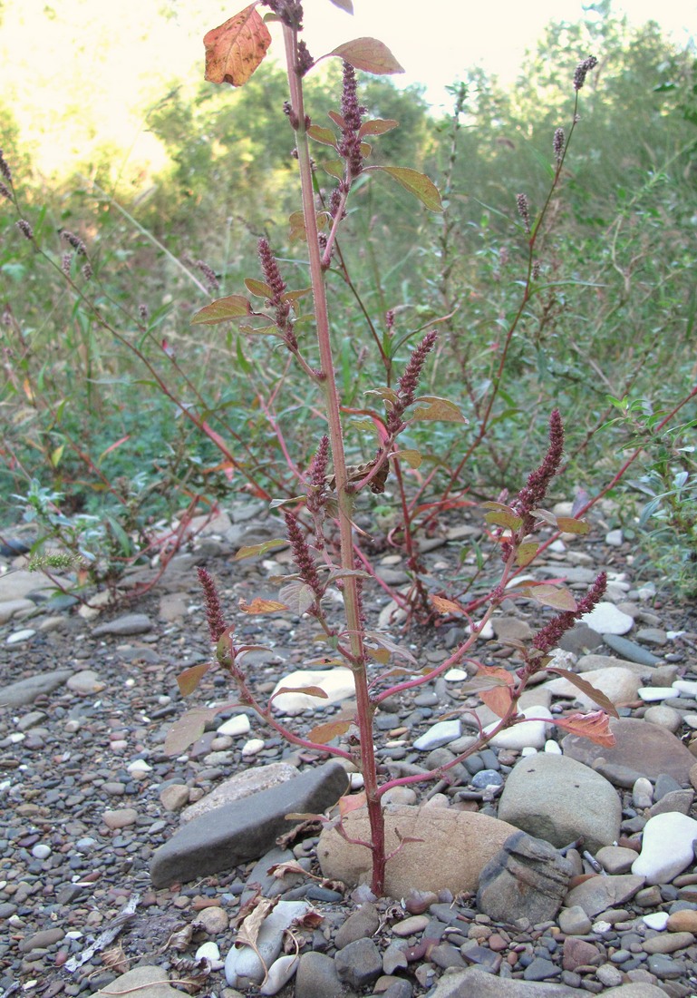 Image of Amaranthus powellii specimen.