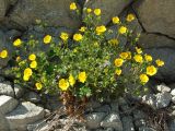 Potentilla fragiformis. Цветущее растение на скале. Магаданская обл., Ольский р-н, Ольское побережье, приморские скалы в окр. устья руч. Колчаковский. 21.06.2015.