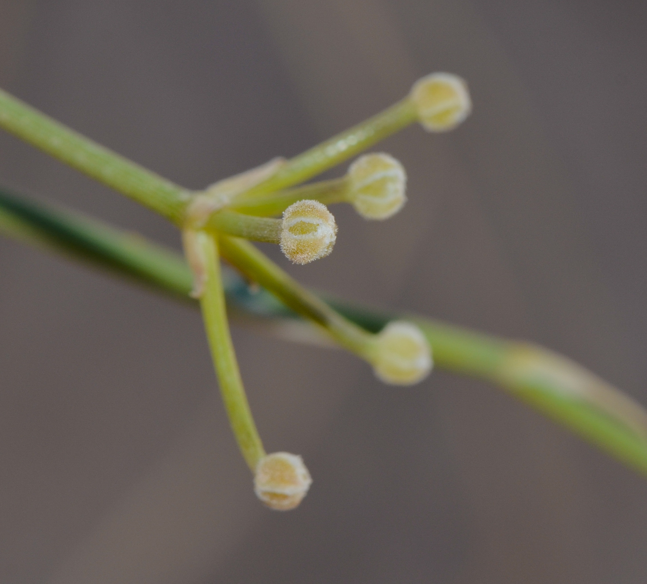 Image of Deverra triradiata specimen.