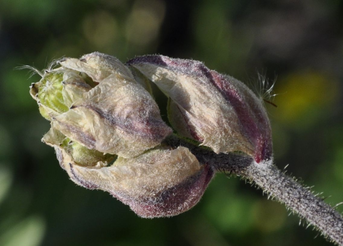 Image of Crepis vesicaria specimen.