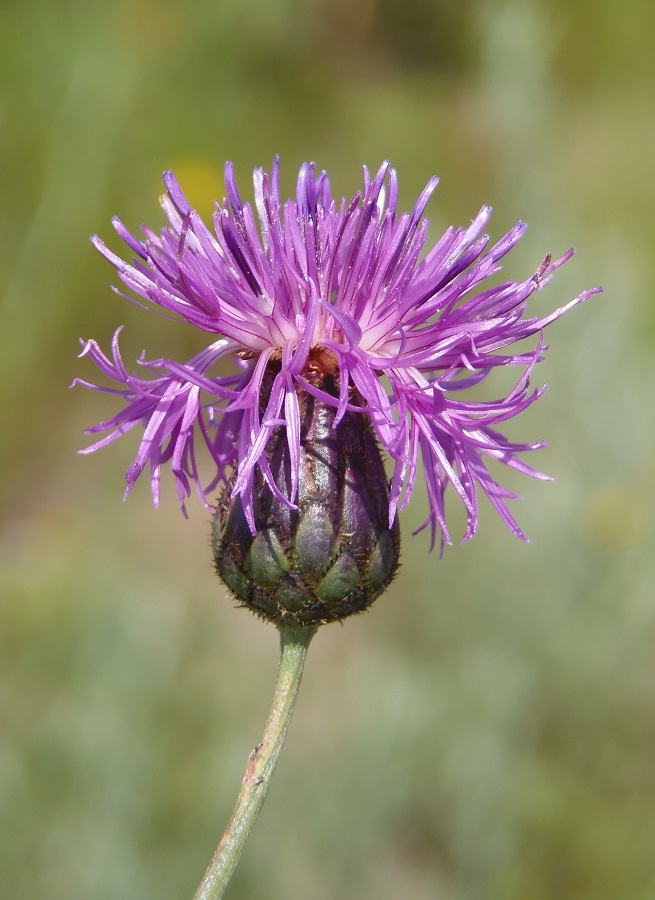 Image of Centaurea adpressa specimen.