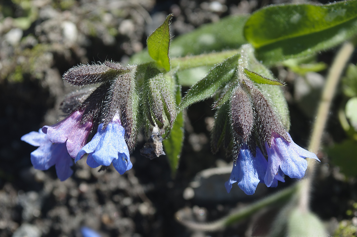 Image of Pulmonaria longifolia specimen.