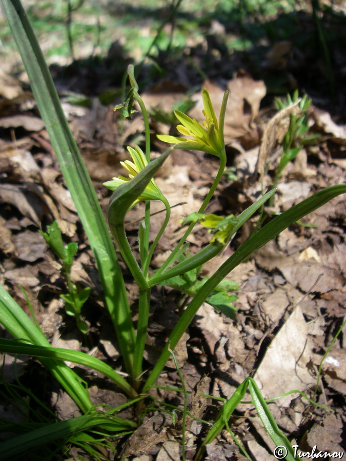 Image of Gagea lutea specimen.