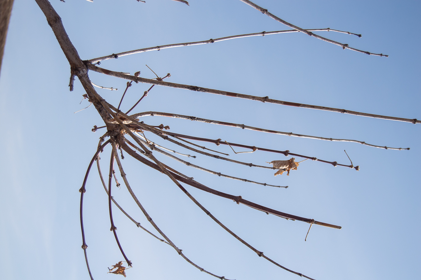 Image of Acer negundo specimen.