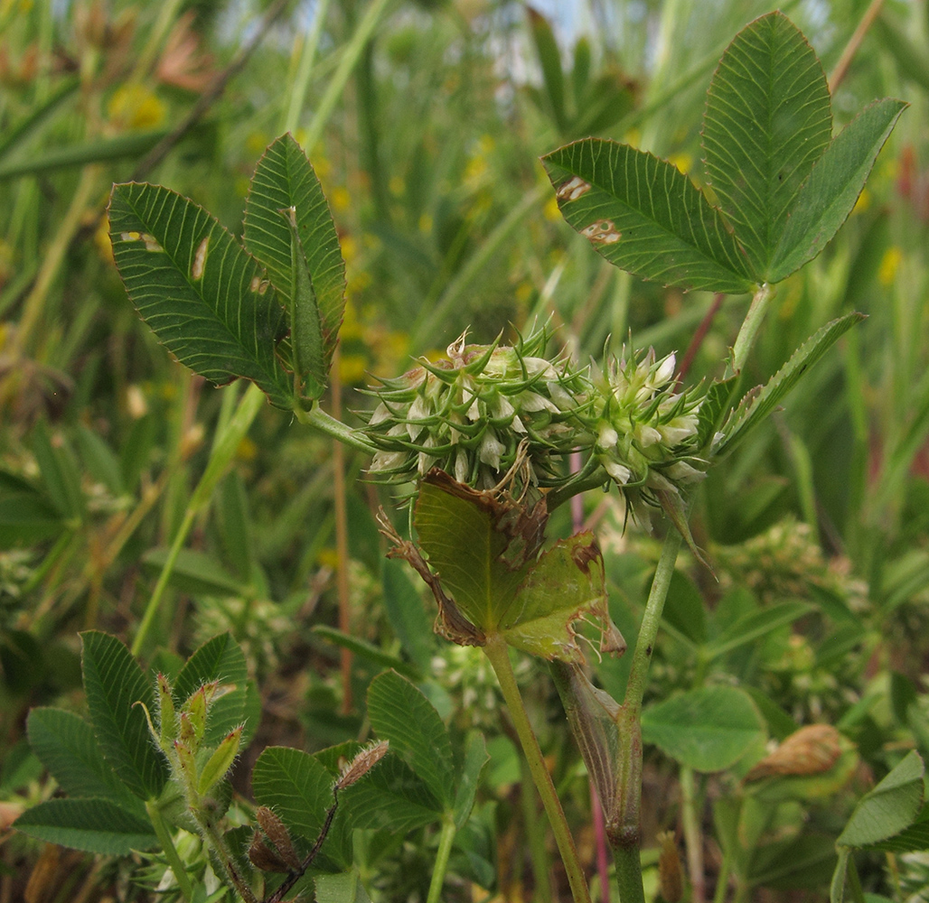 Изображение особи Trifolium retusum.