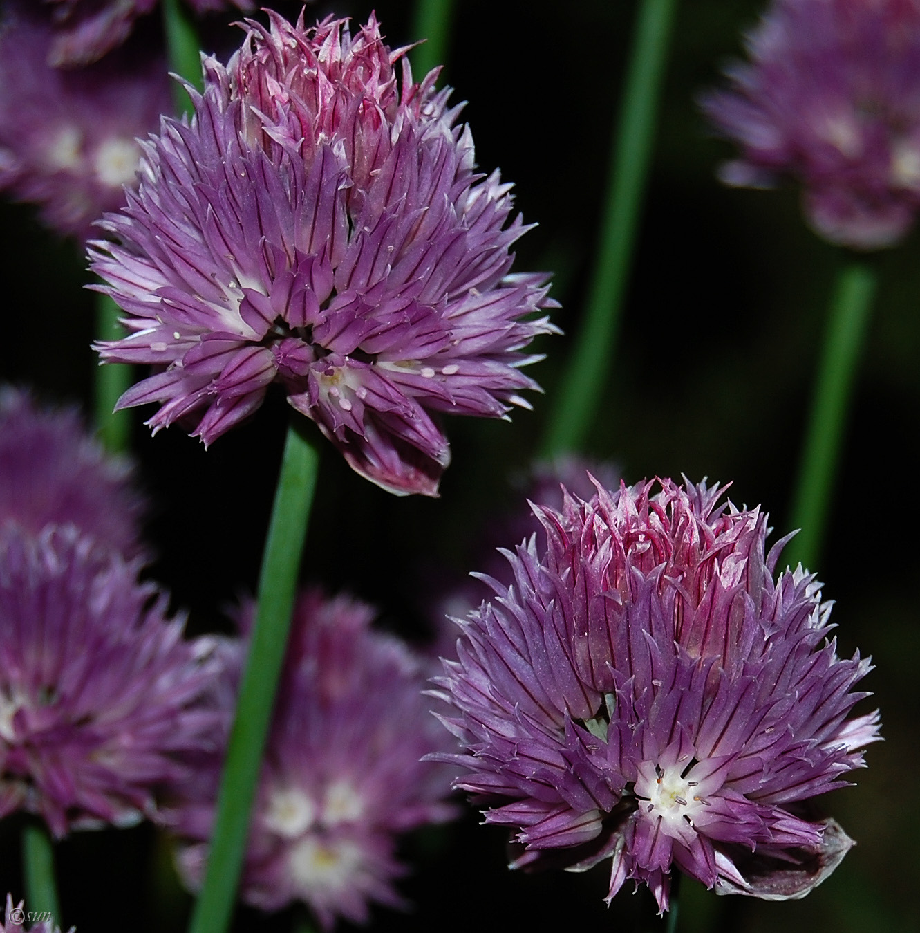 Image of Allium schoenoprasum specimen.