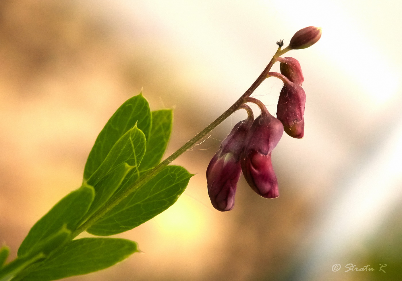 Image of Lathyrus niger specimen.