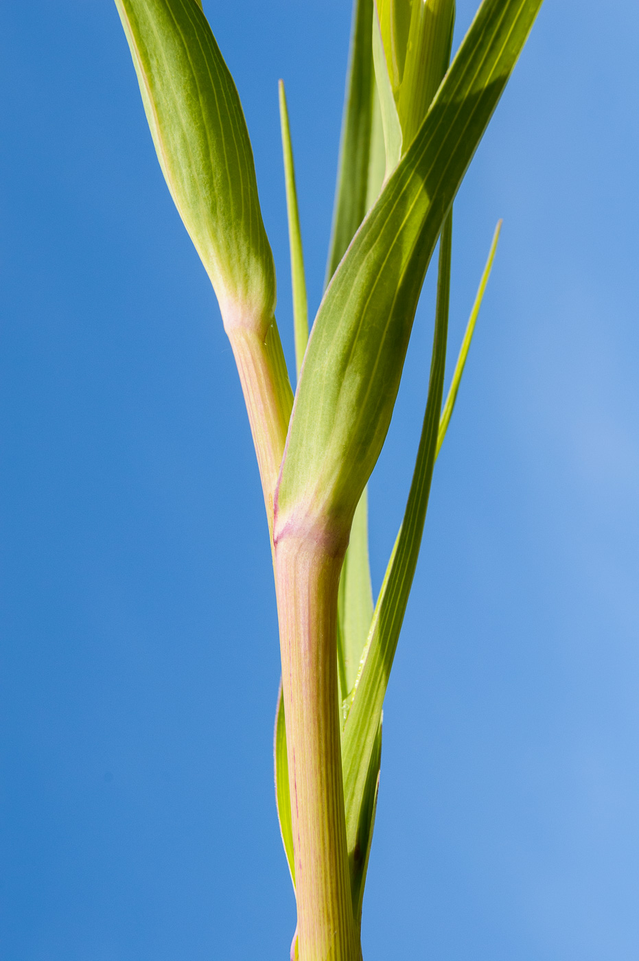 Изображение особи Tragopogon dubius ssp. major.