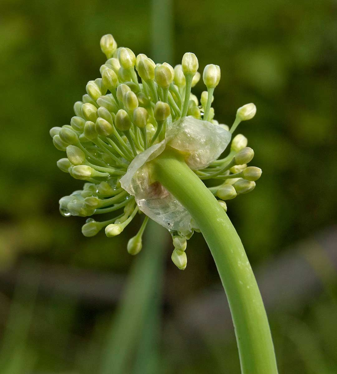 Изображение особи Allium nutans.