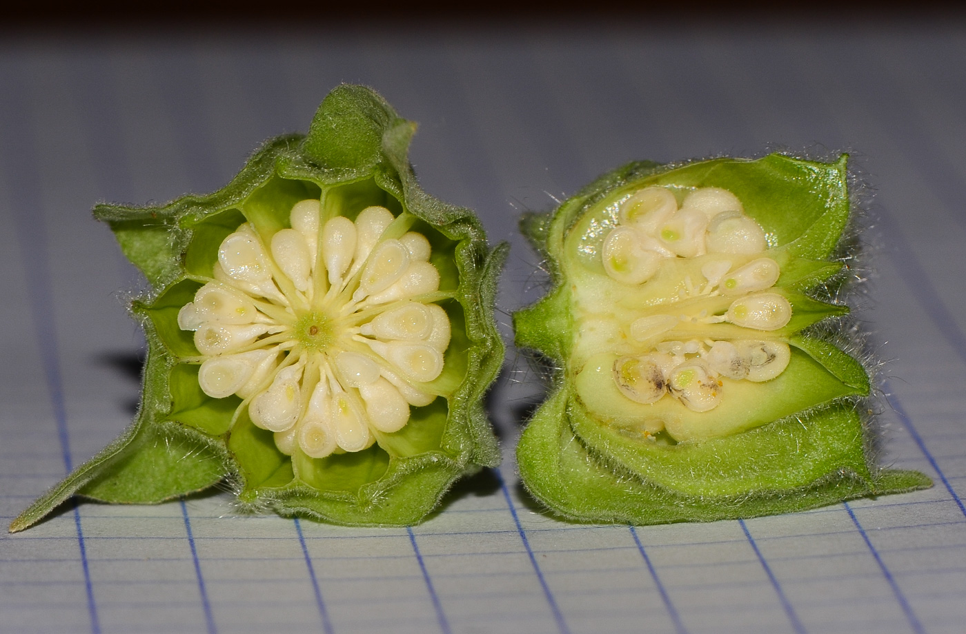 Image of Abutilon grandifolium specimen.