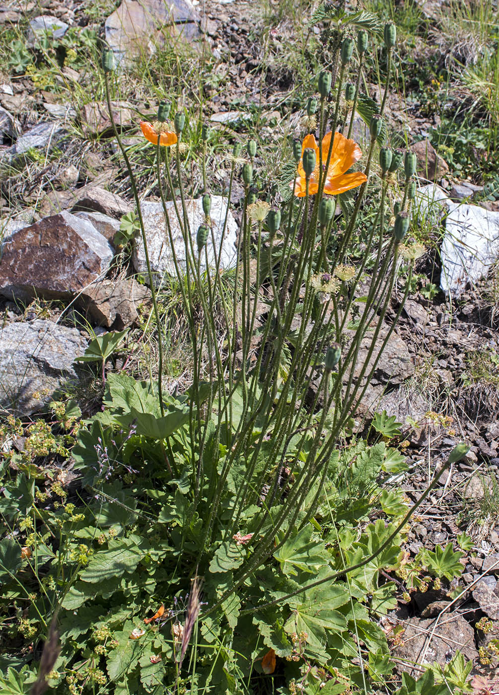 Image of Papaver oreophilum specimen.