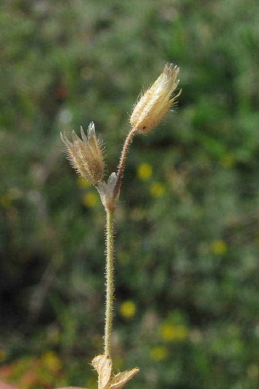 Изображение особи Cerastium semidecandrum.