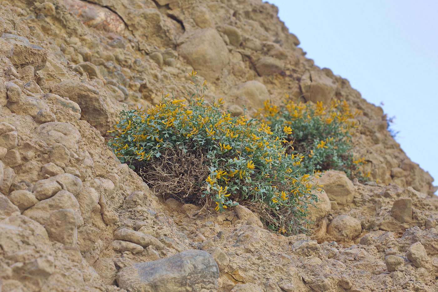 Image of Corydalis kovakensis specimen.