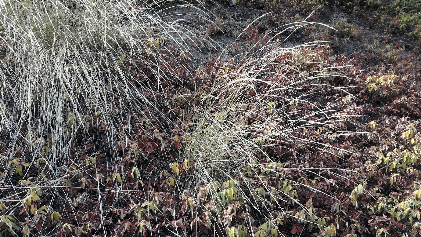 Изображение особи семейство Poaceae.