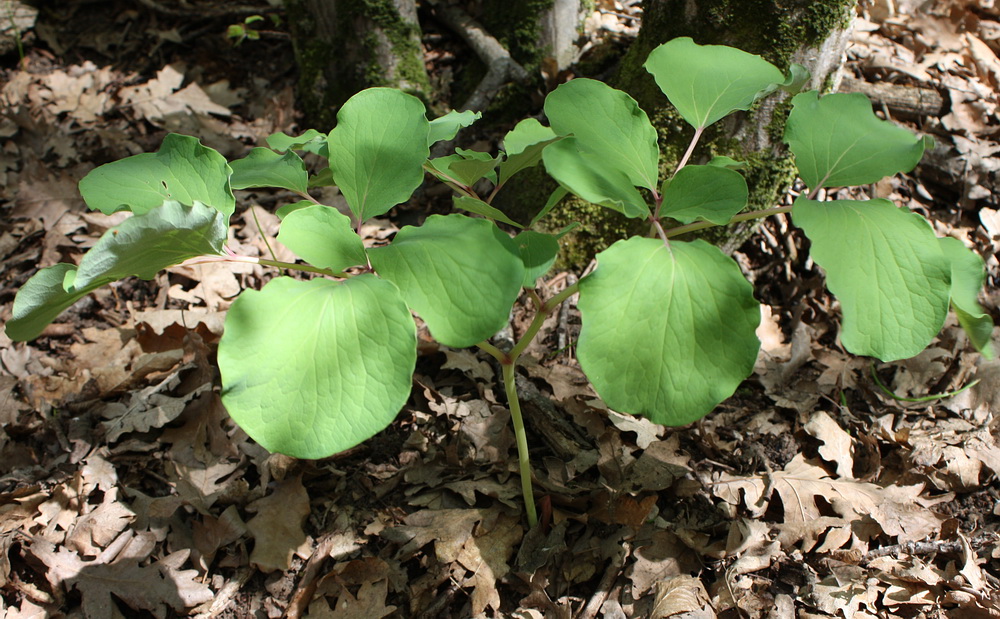 Image of Paeonia daurica specimen.