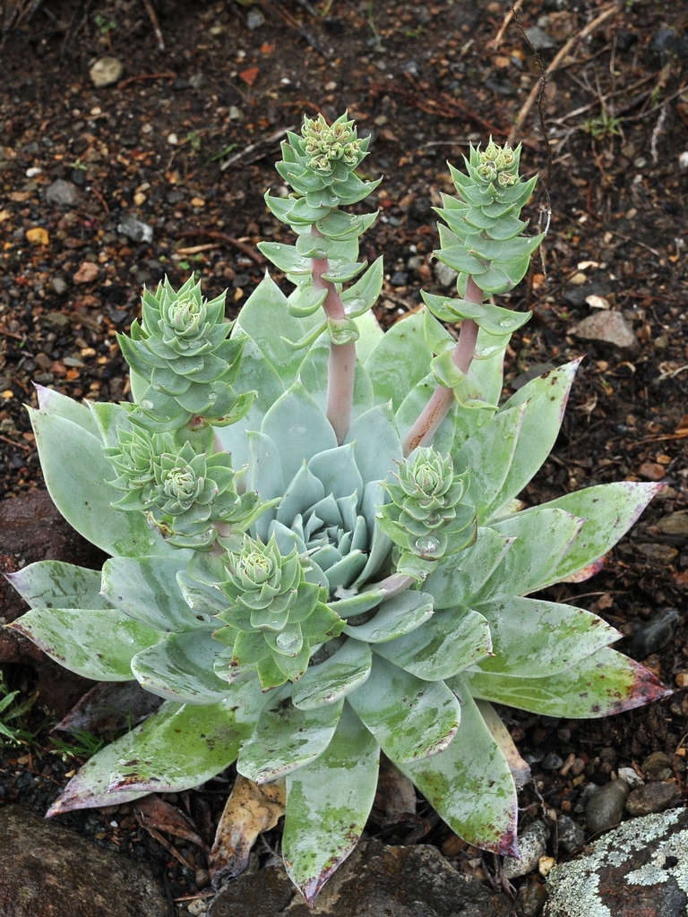 Image of Dudleya brittonii specimen.