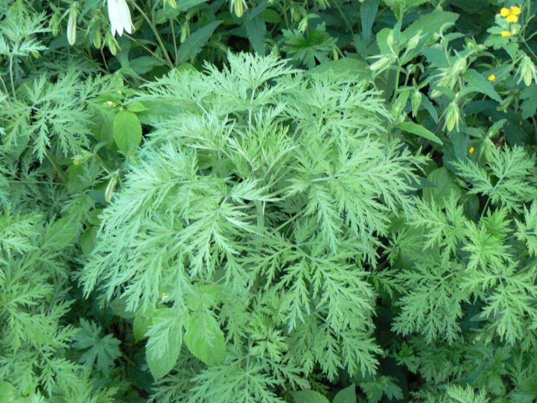 Image of Artemisia sieversiana specimen.