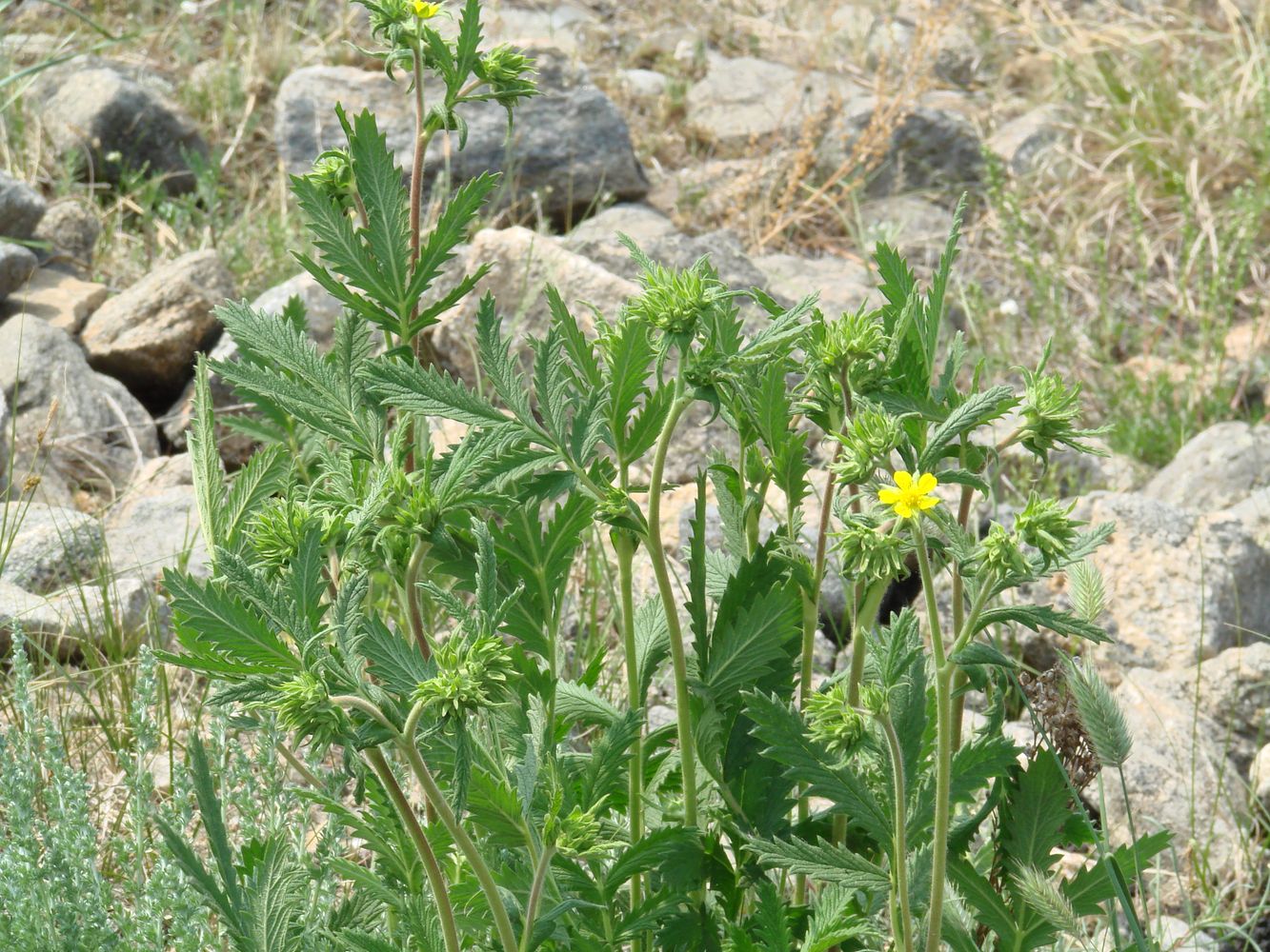 Изображение особи Potentilla longifolia.