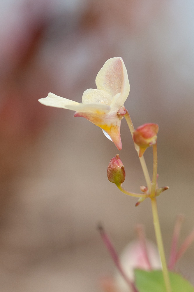 Image of Impatiens parviflora specimen.