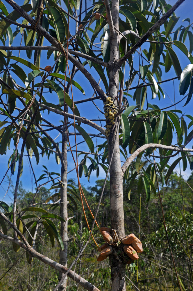 Image of Dischidia major specimen.