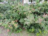 Mahonia aquifolium