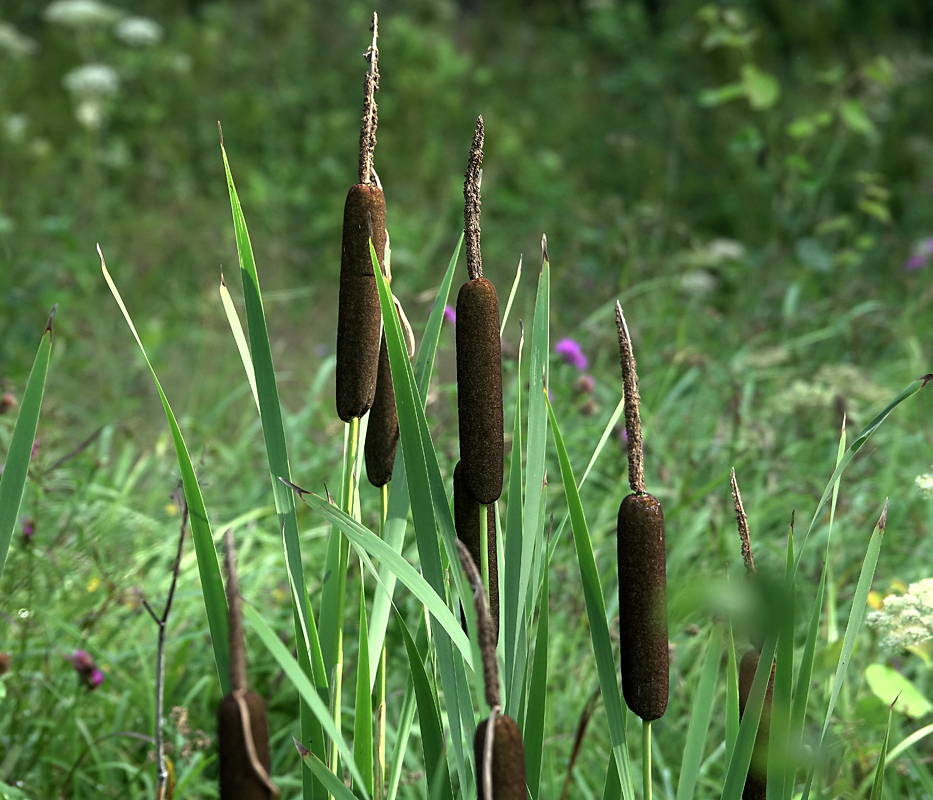 Image of genus Typha specimen.