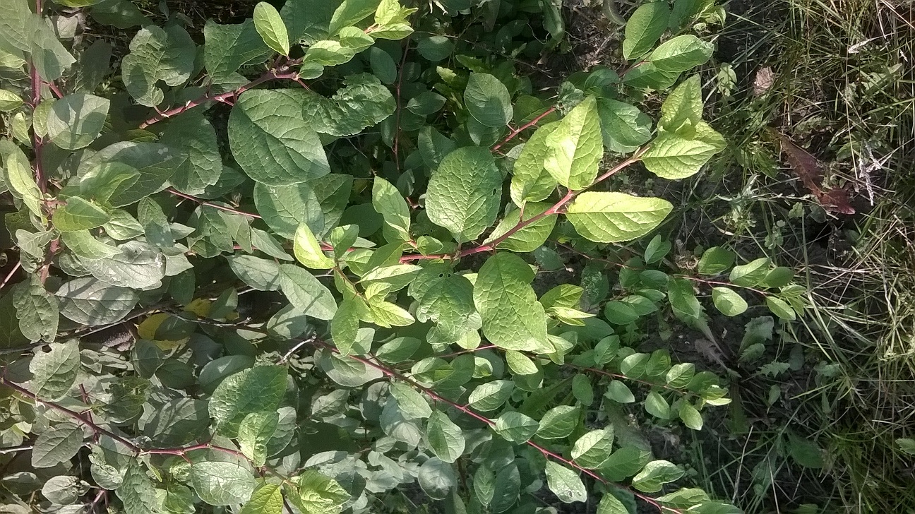 Image of familia Rosaceae specimen.