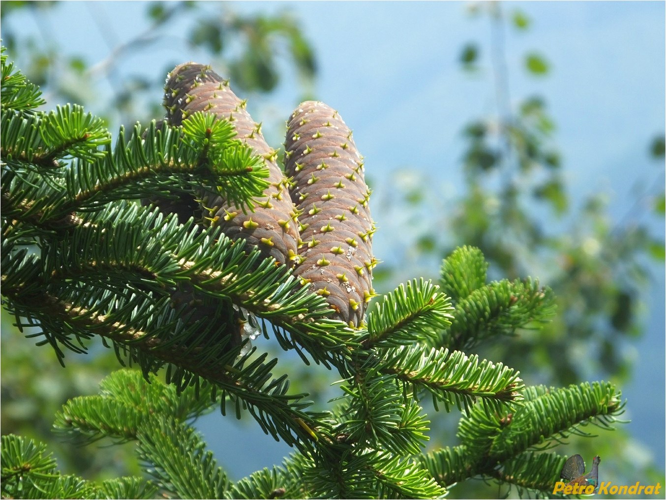 Изображение особи Abies alba.