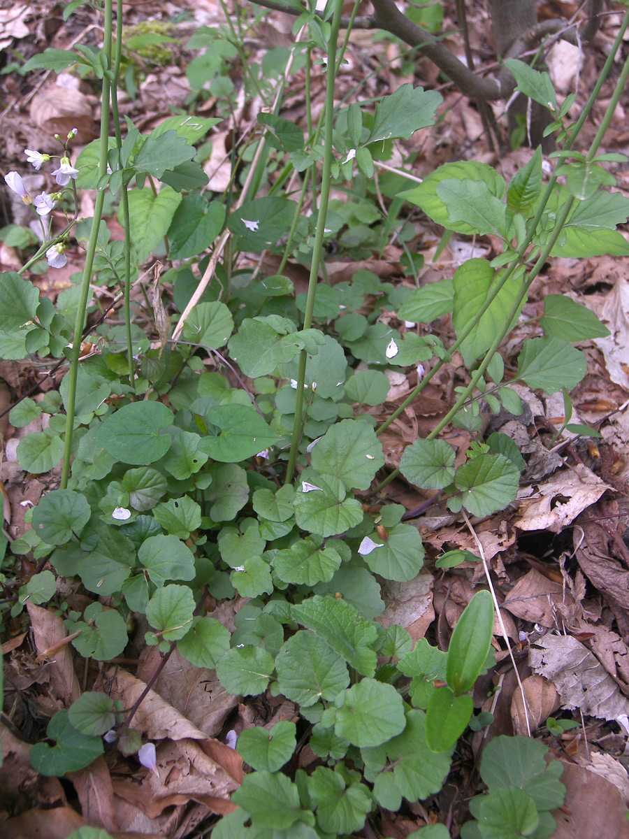 Image of Cardamine lazica specimen.