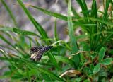 Carex aterrima