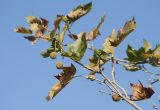 Platanus × acerifolia. Ветвь с соплодиями и засыхающими листьями. Черноморское побережье Кавказа, м/о город-курорт Сочи, Адлерский р-н, Природный орнитологический парк в Имеретинской низменности, кластер №7, в культуре. 30.10.2018.