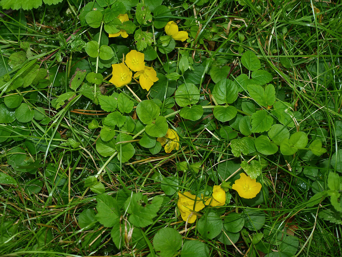 Image of Lysimachia nummularia specimen.